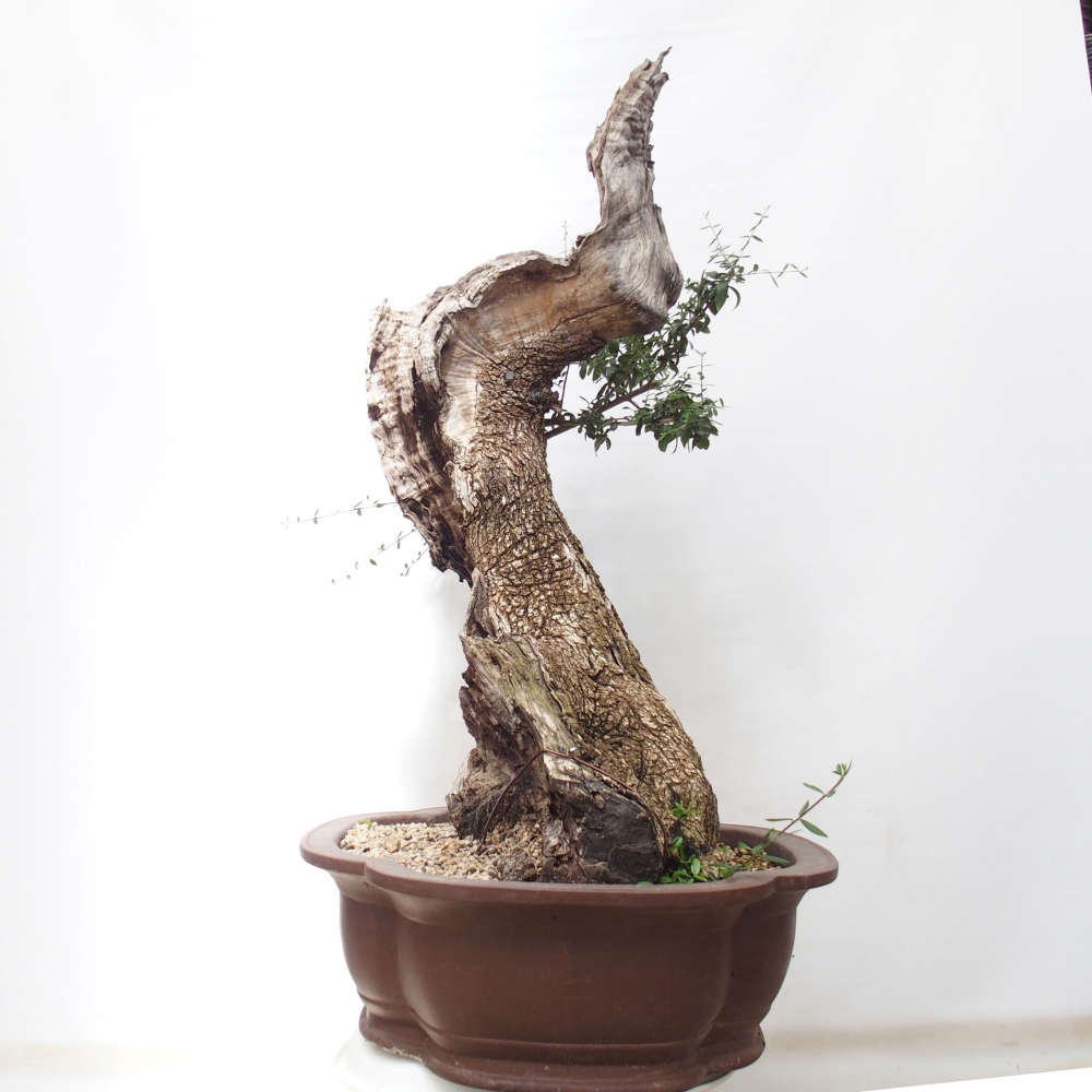 Izbová bonsai - Olea europaea sylvestris -Oliva evropská drobnolistá