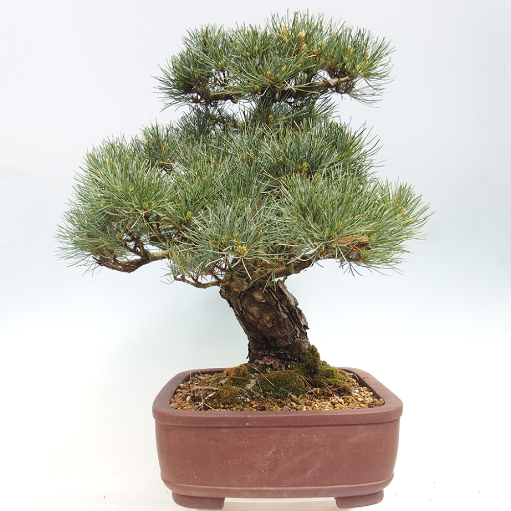Vonkajšie bonsaje - Pinus parviflora - Pinus parviflora
