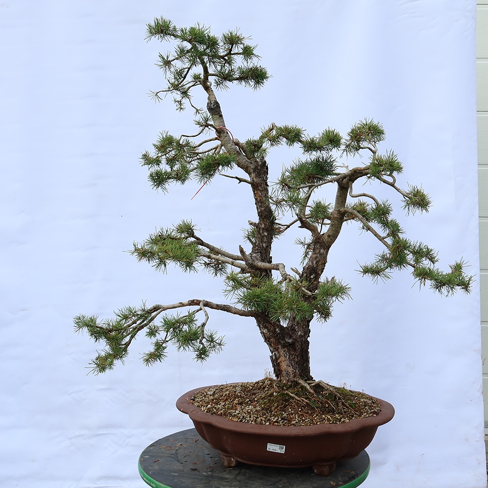 Pinus sylvestris Španielsko – borovica lesná
