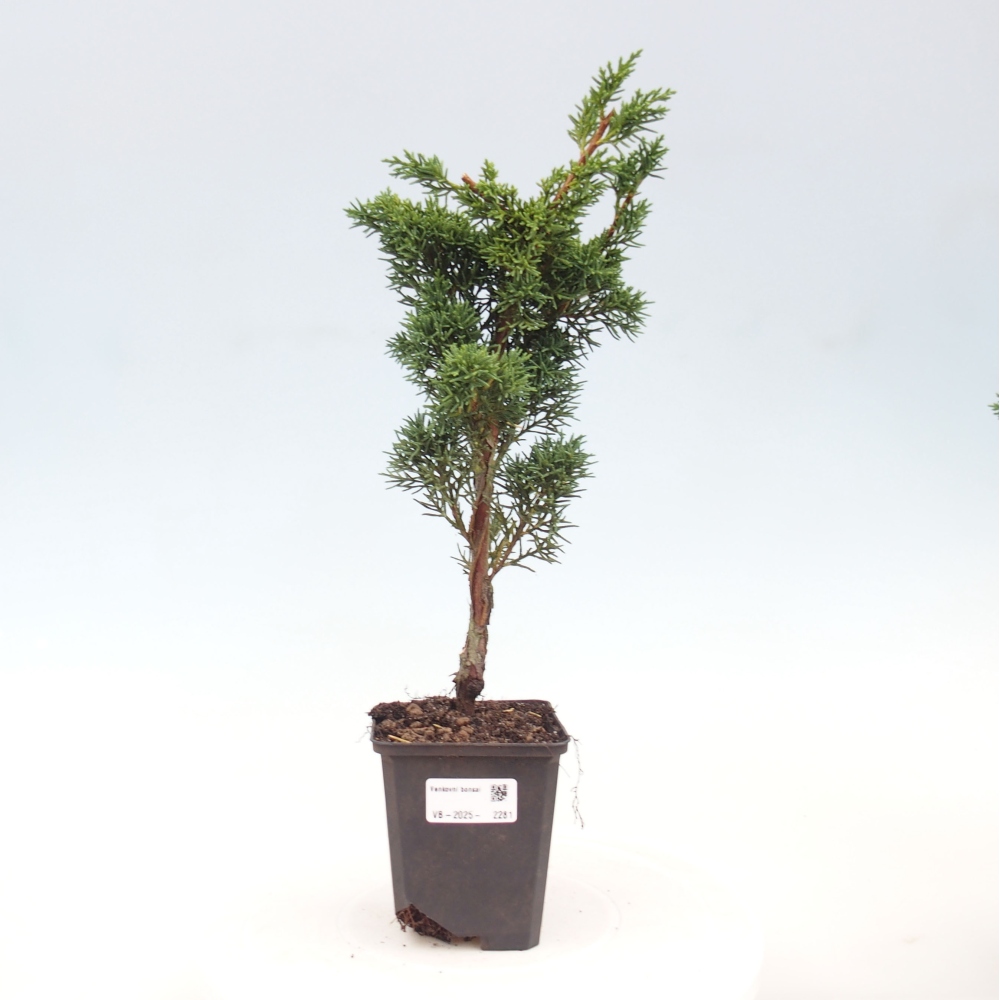 Vonkajšie bonsai - Juniperus chinensis Kishu -Jalovec čínsky