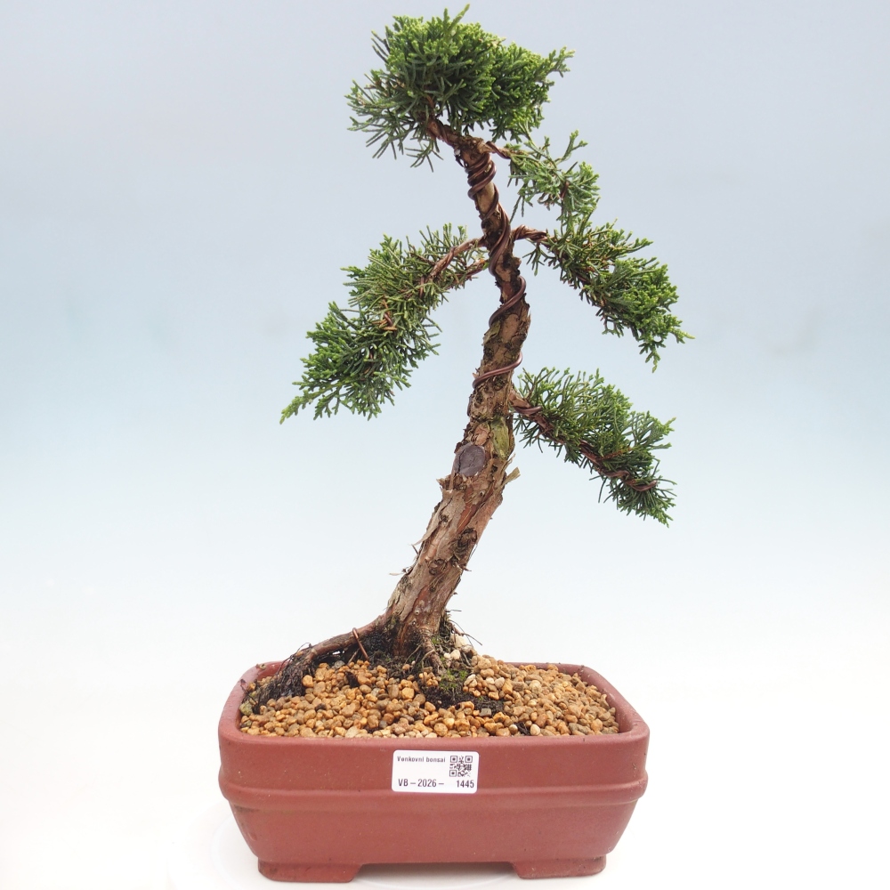 Vonkajší bonsaj - Juniperus chinensis Kishu