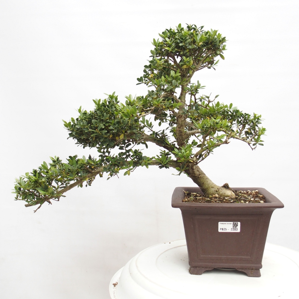 Izbová bonsai - Ilex crenata - Cezmína