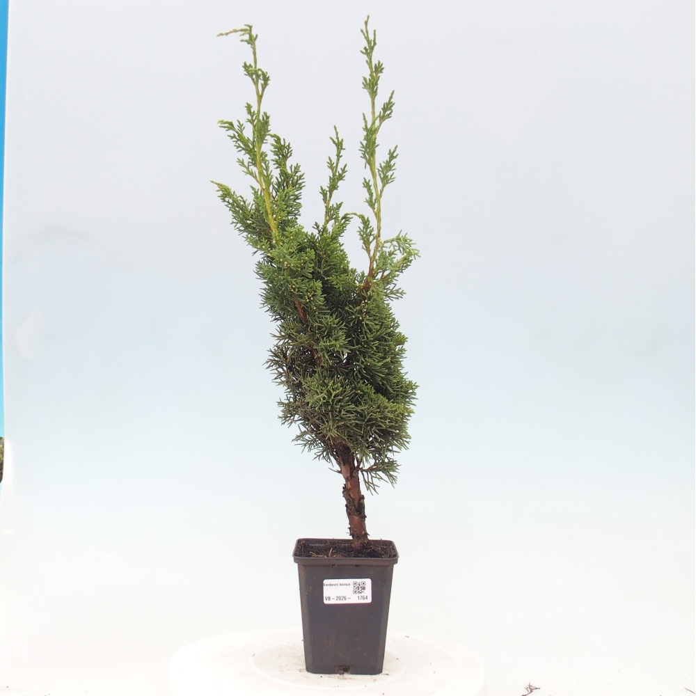 Vonkajší bonsaj - Juniperus chinensis Kishu