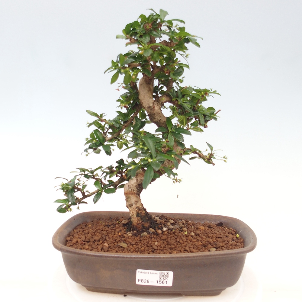 Izbové bonsaje - Carmona macrophylla - Tea fuki