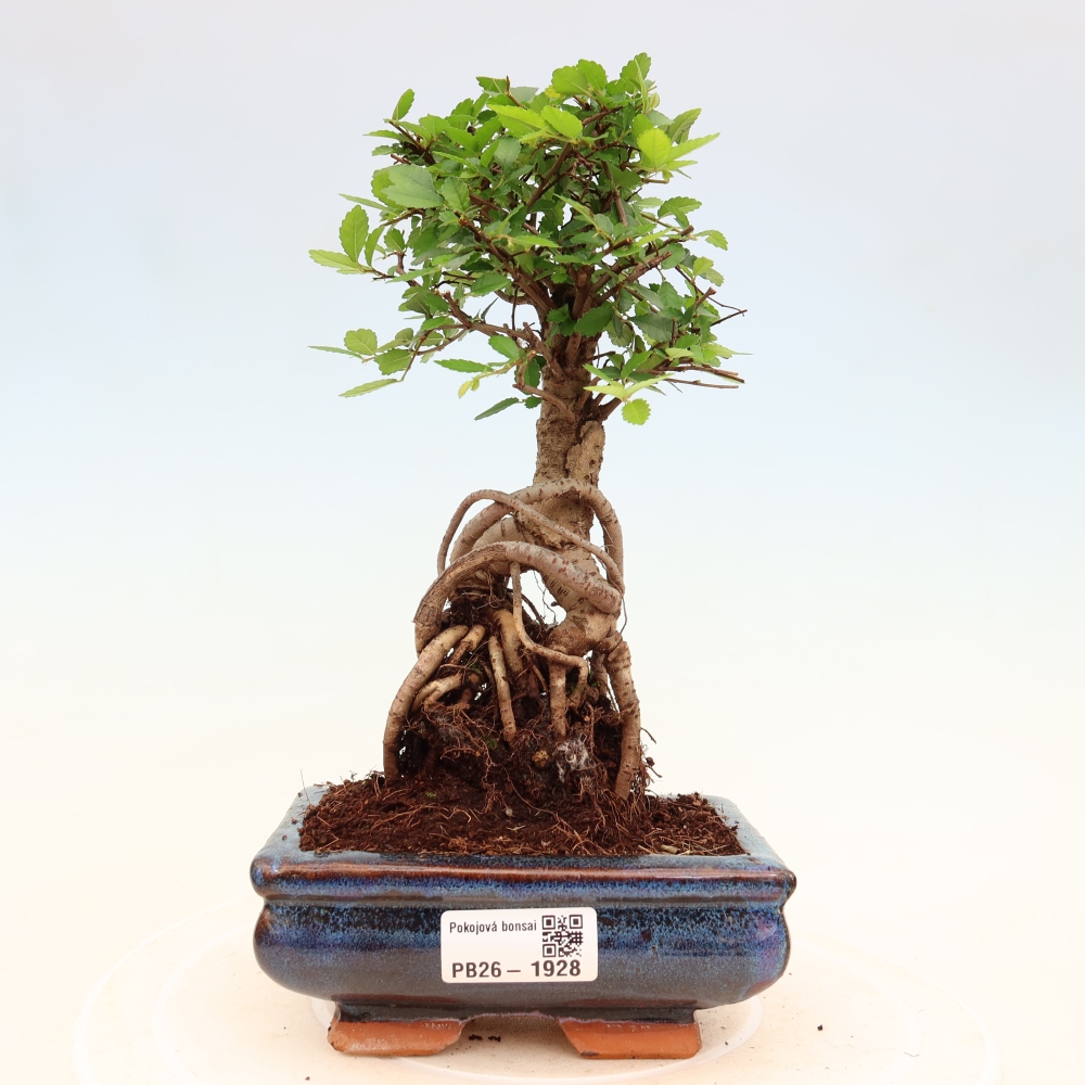 Izbový bonsaj - Ulmus parvifolia - brest malolistý
