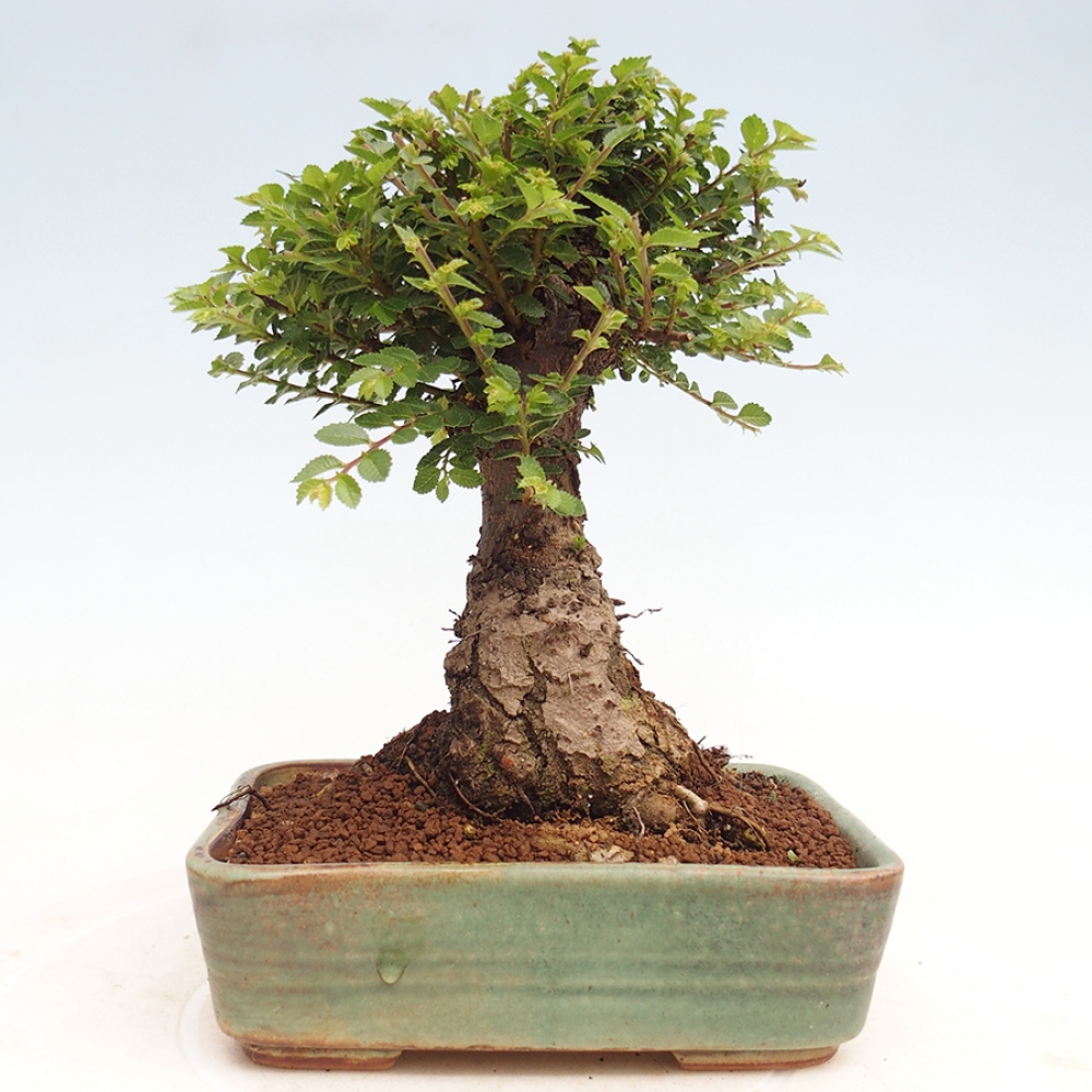 Vonkajší bonsai - Ulmus parvifolia Hokkaido - brest Činski