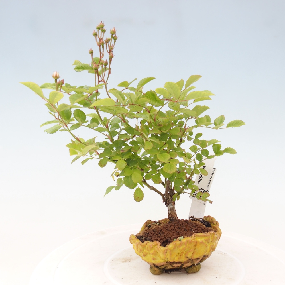 Vonkajší bonsai - Rosa sp. - malokvetá ruža