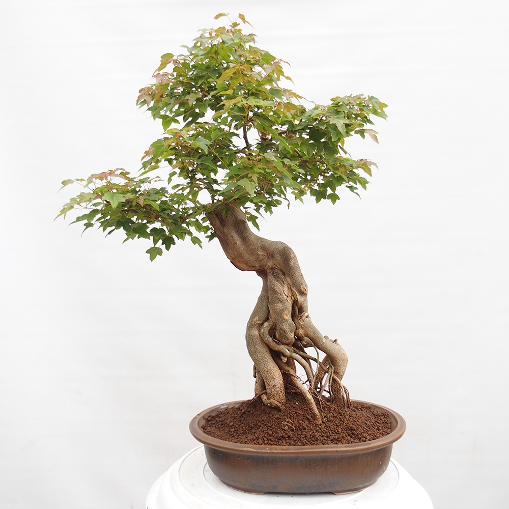 Vonkajšie bonsai - Javor Buergerianum - Javor Burgerův