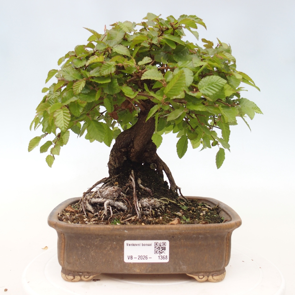 Vonkajšie bonsaje -Carpinus CARPINOIDES - Hrab kórejský