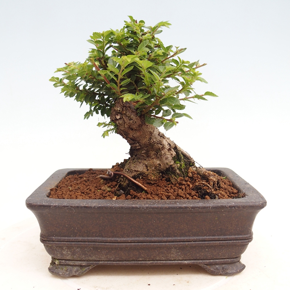Vonkajší bonsai - Ulmus parvifolia Hokkaido - brest Činski