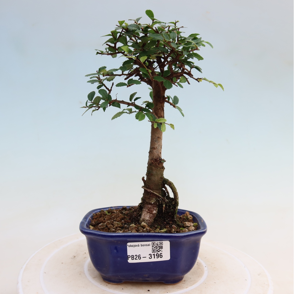 Izbový bonsaj - Ulmus parvifolia - brest malolistý