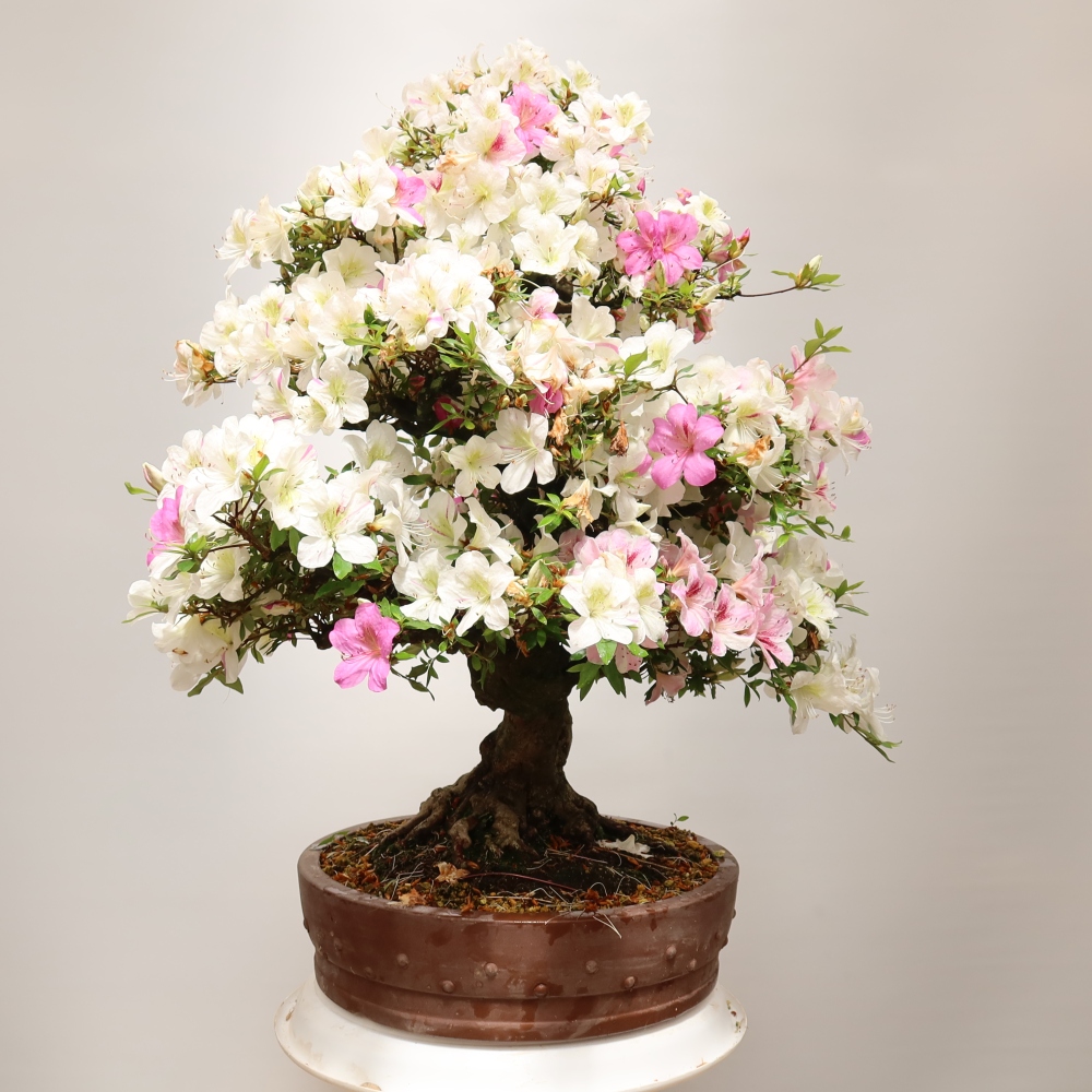 Vonkajšie bonsaje – Japonská azalka – Azalea Kotobokietsu