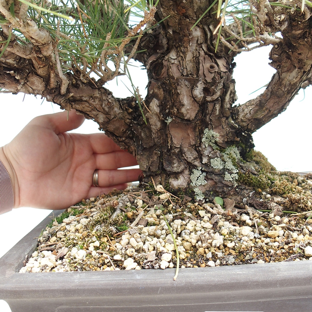 Vonkajšie bonsaje - Pinus thunbergii - borovica Thunbergova