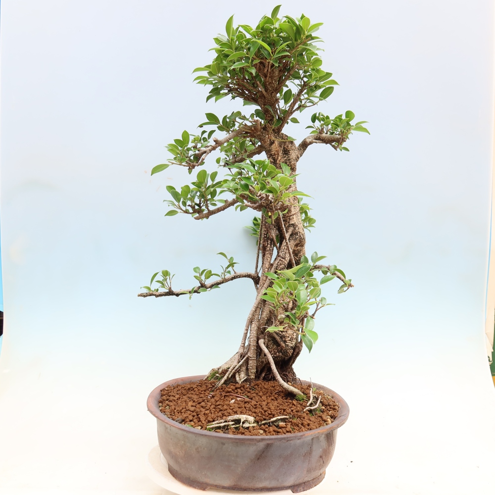 Izbové bonsaje - Ficus kimmen - drobnolistý fikus