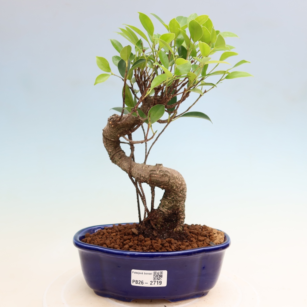 Izbové bonsaje - Ficus kimmen - drobnolistý fikus