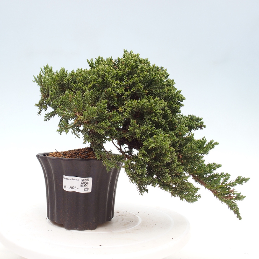 Vonkajší bonsai - Juniperus procumbens - Borievka polehavá
