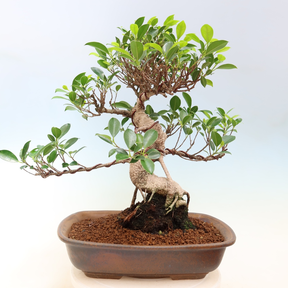 Izbové bonsaje - Ficus kimmen - drobnolistý fikus