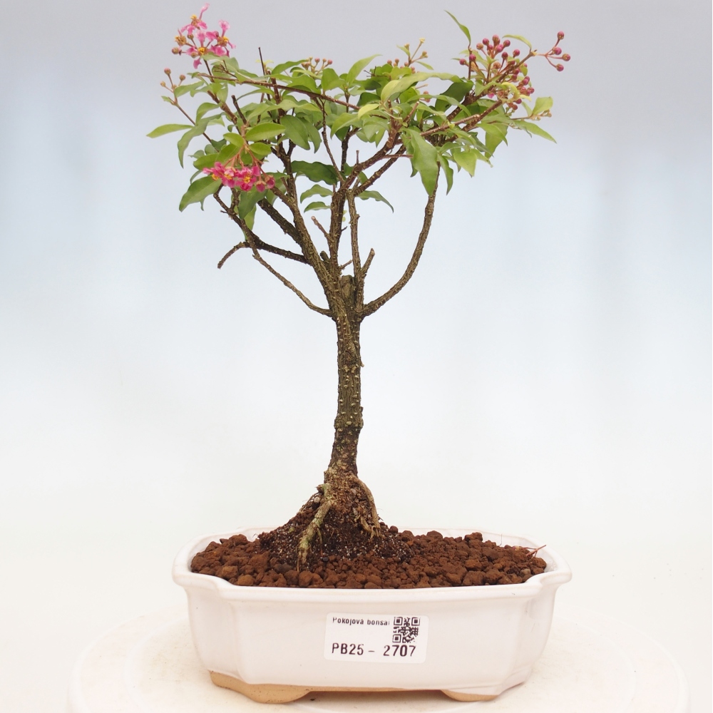 Izbová bonsai - Malpighia coccigera- Barbdorská čerešňa