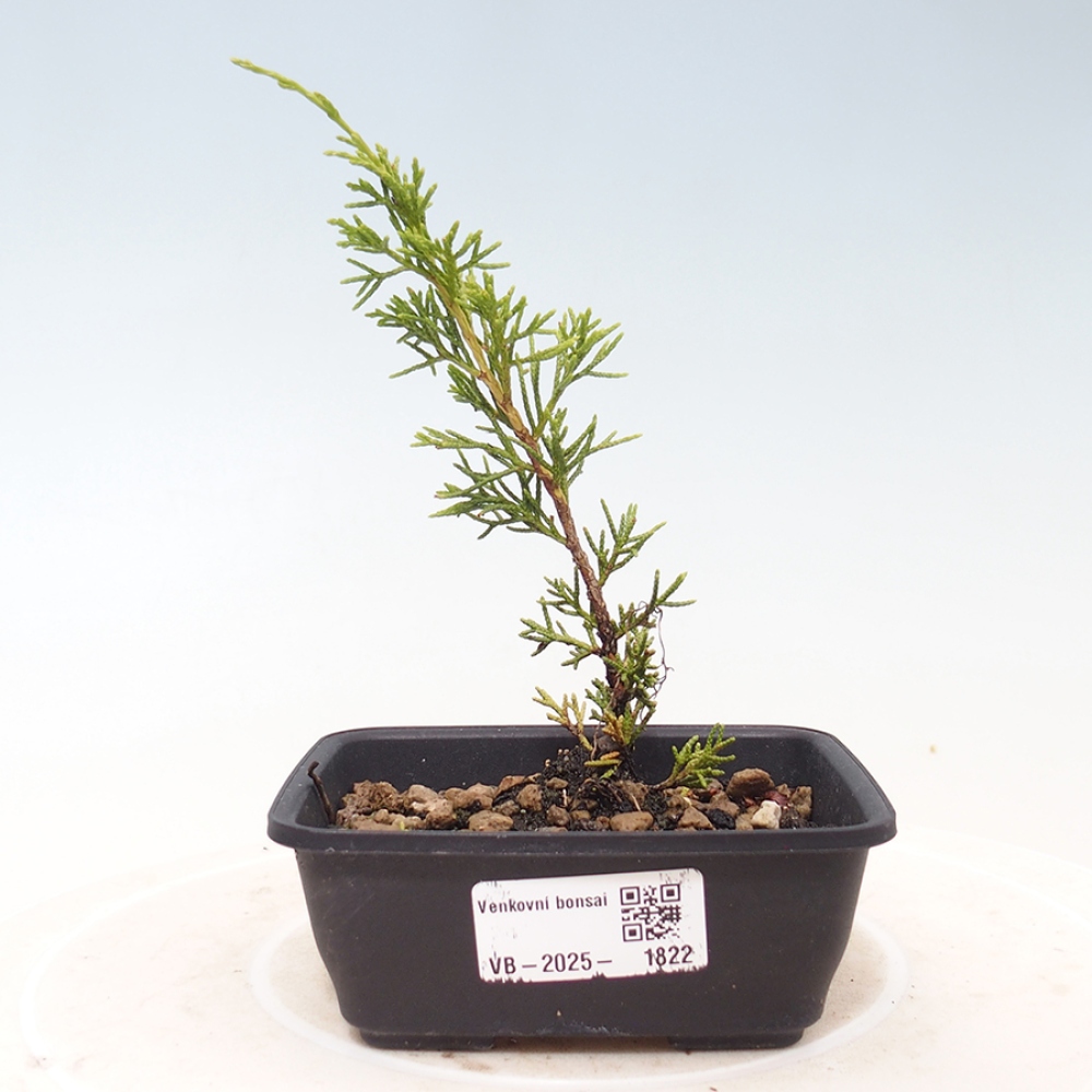 Vonkajší bonsai - Juniperus chinensis Itoigawa -Jalovec čínsky