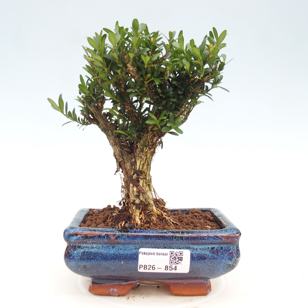Izbové bonsaje - Buxus harlandii - korkový buxus