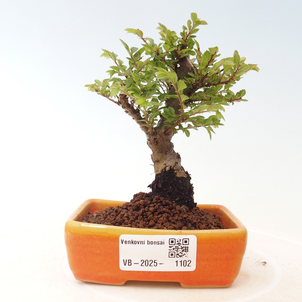 Vonkajší bonsai - Ulmus parvifolia Sagei - Malolistý brest