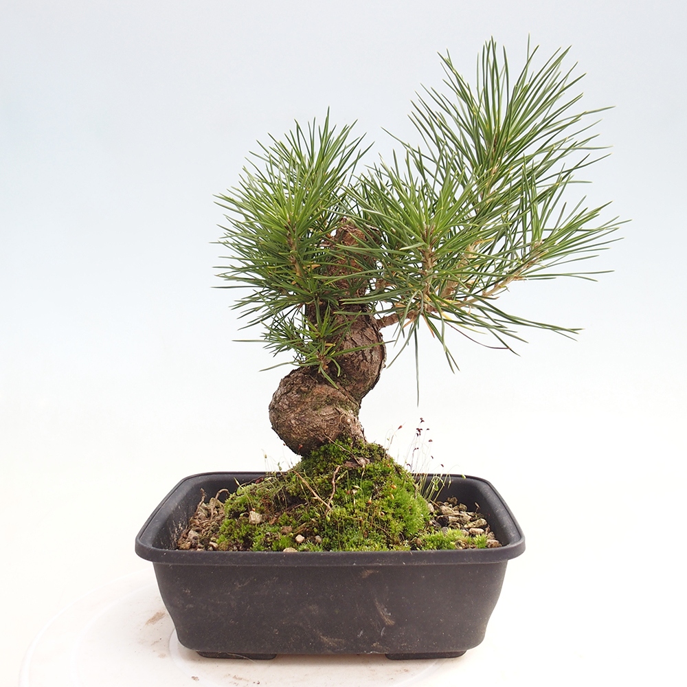 Vonkajšie bonsaje - Pinus thunbergii - borovica Thunbergova
