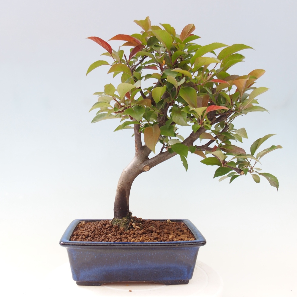 Vonkajší bonsai -Malus domestica - Maloplodá jabloň červenolistá