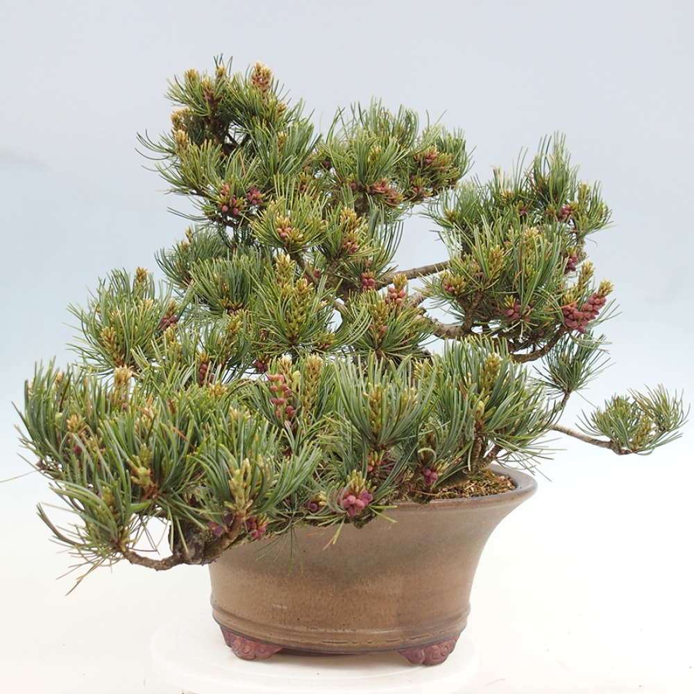 Vonkajšie bonsaje - Pinus parviflora - Pinus parviflora