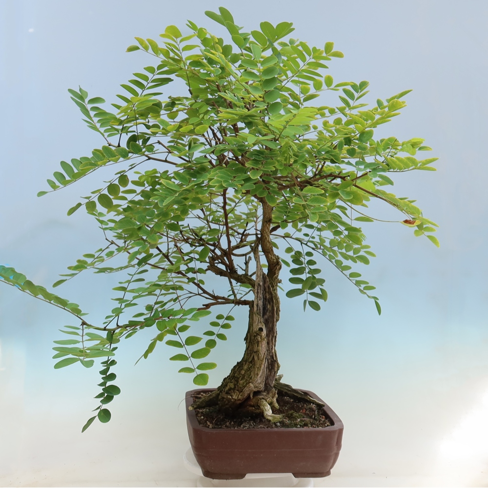Vonkajší bonsai – trnovník akát – Robinia pseudoacacia