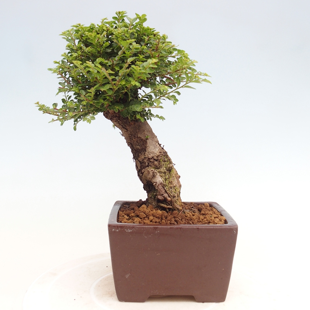 Vonkajší bonsai - Ulmus parvifolia Hokkaido - brest Činski