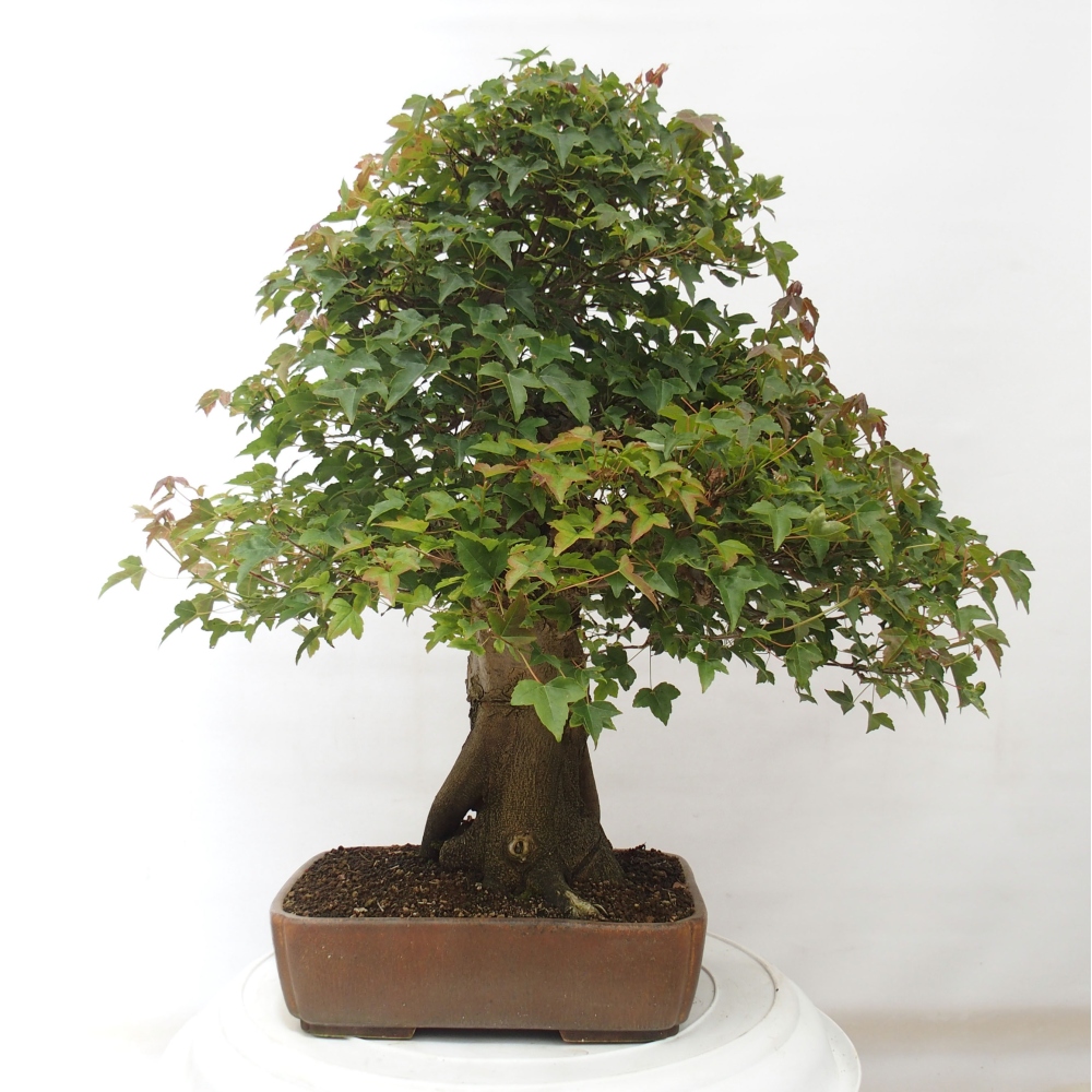 Vonkajšie bonsai - Javor Buergerianum - Javor Burgerův