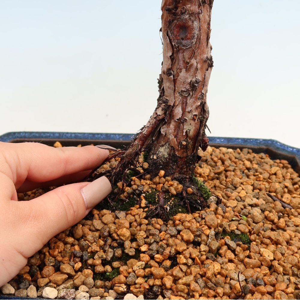 Vonkajší bonsaj - Juniperus chinensis Kishu