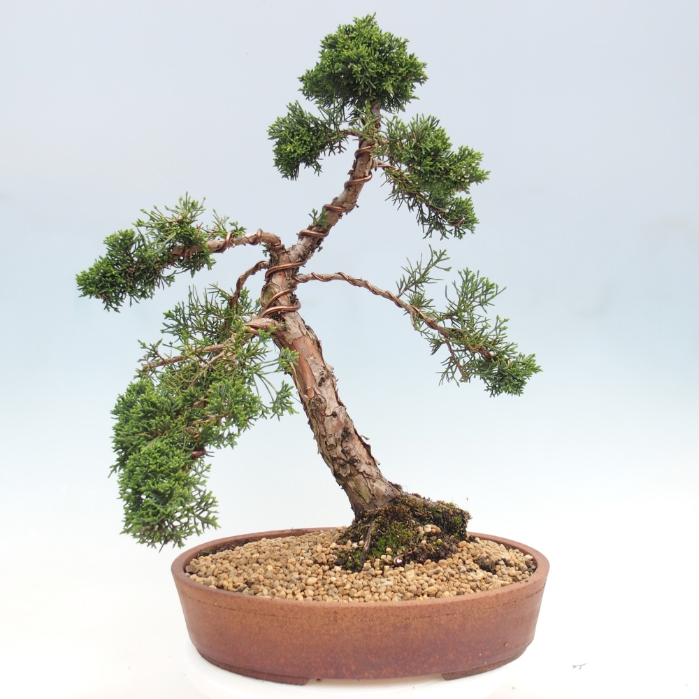 Vonkajší bonsaj - Juniperus chinensis Kishu