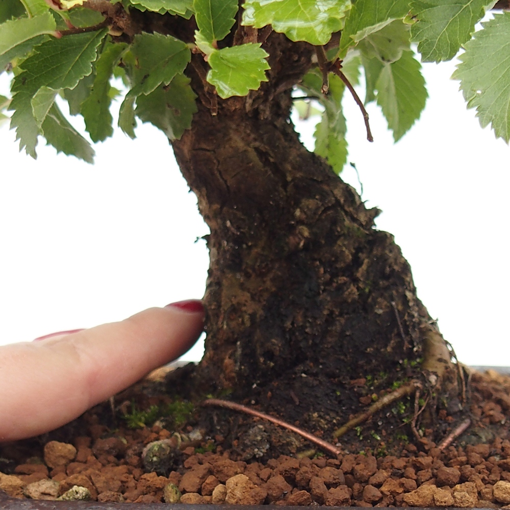 Vonkajšie bonsaje - Zelkova - Zelkova NIRE