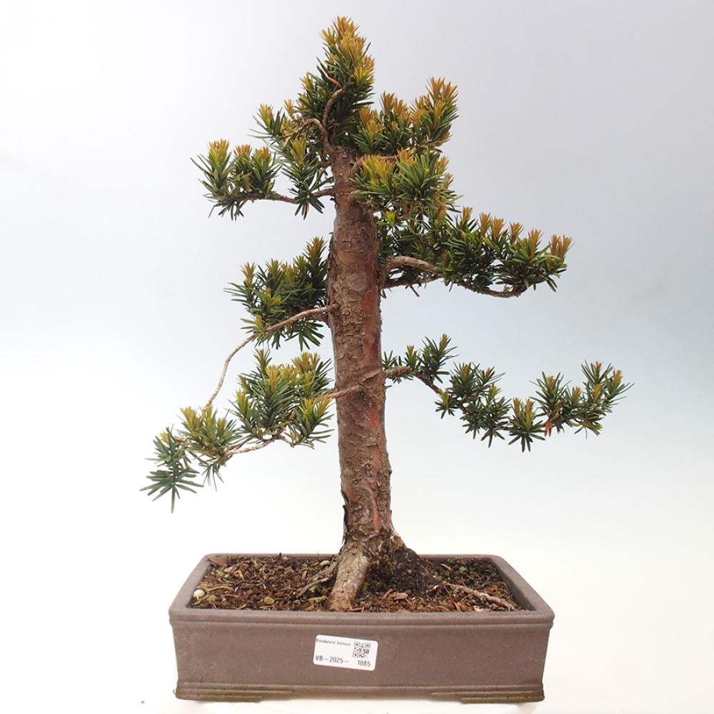 Vonkajší bonsai - Taxus cuspidata - Tis japonský