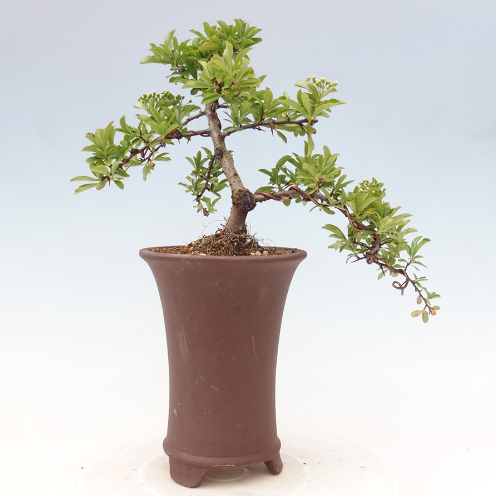 Vonkajšia bonsai-Pyracanta Teton -Hlohyně