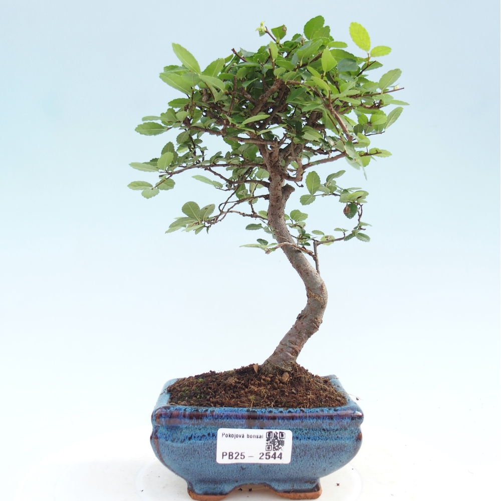 Izbová bonsai - Ulmus parvifolia - Malolistý jilm