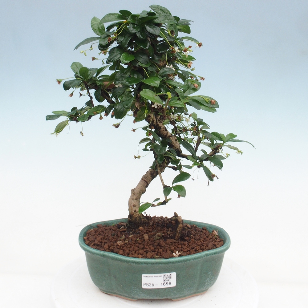 Izbová bonsai - Carmona macrophylla - Čaj fuki