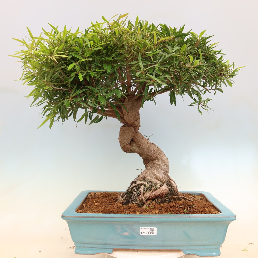 Izbové bonsaje - Ficus nerifolia - fíkus drobnolistý