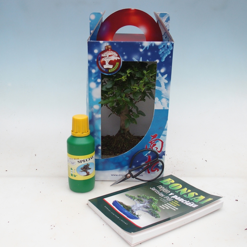 Izbový bonsaj v darčekovej krabičke Ligustrum chinensis - Vtáčí zobák