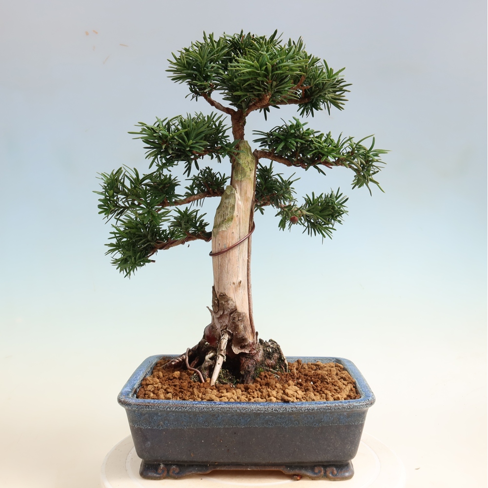 Vonkajší bonsai – Taxus cuspidata – japonský tis