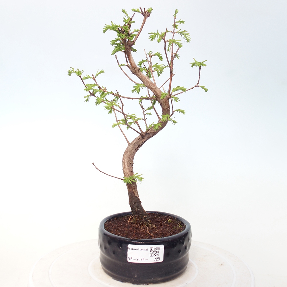 Vonkajšie bonsaje - Metasequoia glyptostroboides - čínska metasekvoja