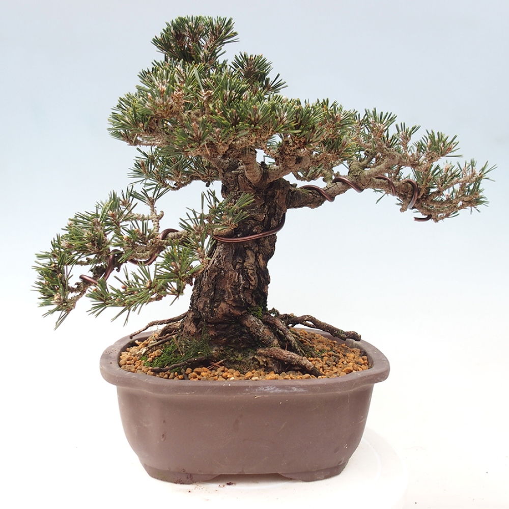 Vonkajší bonsaj - Pinus thunbergii Kotobuki - borovica Thunbergova