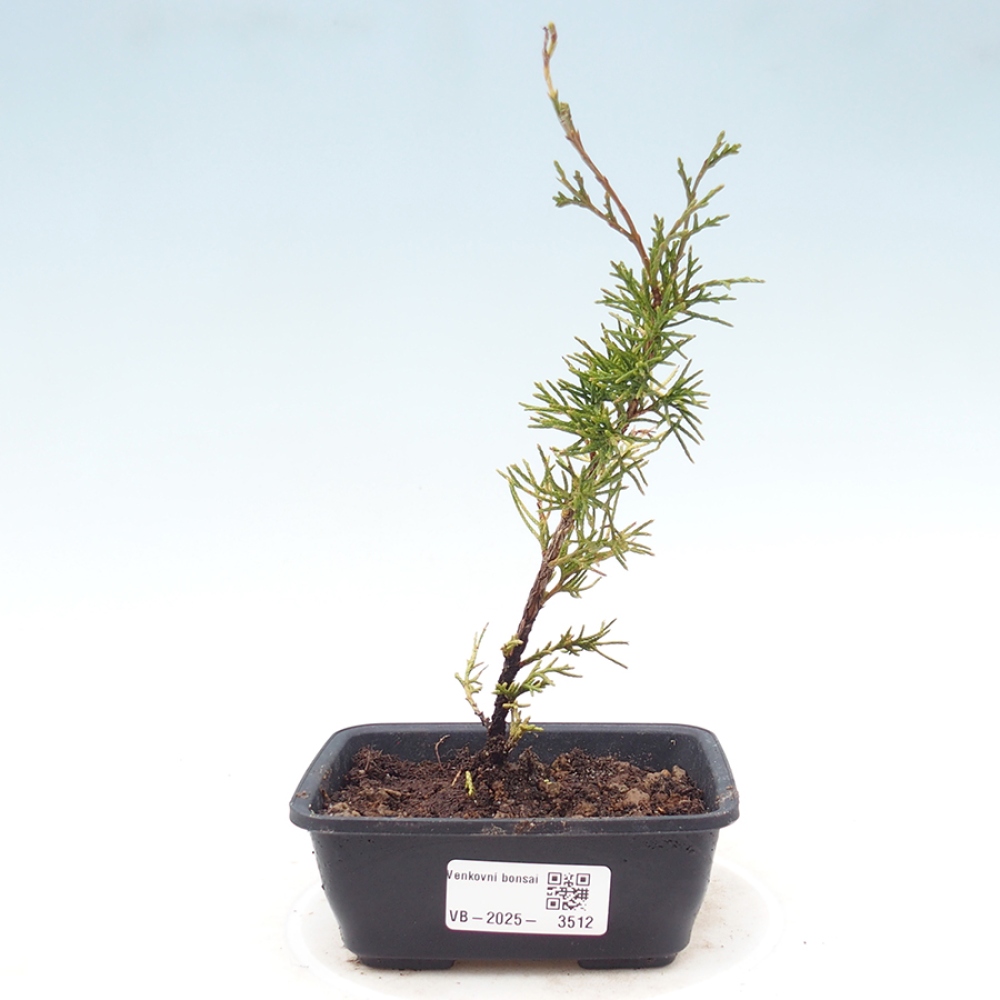 Vonkajší bonsaj - Juniperus chinensis Itoigawa