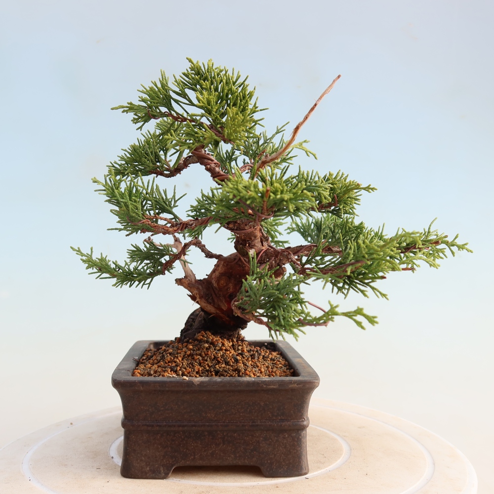 Vonkajší bonsai - Juniperus chinensis Itoigawa -Jalovec čínsky