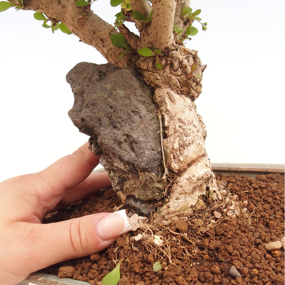 Vonkajšie bonsaje - Berberis coreana