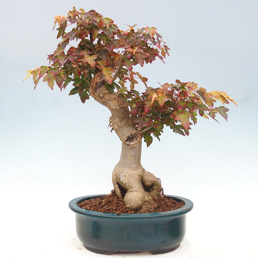 Vonkajšie bonsai - Javor Buergerianum - Javor Burgerův