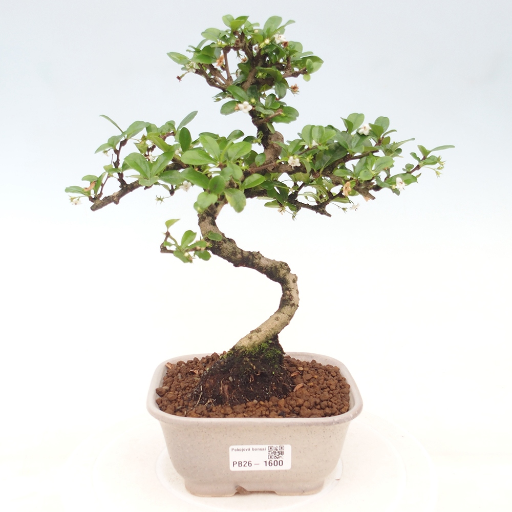 Izbové bonsaje - Carmona macrophylla - Tea fuki
