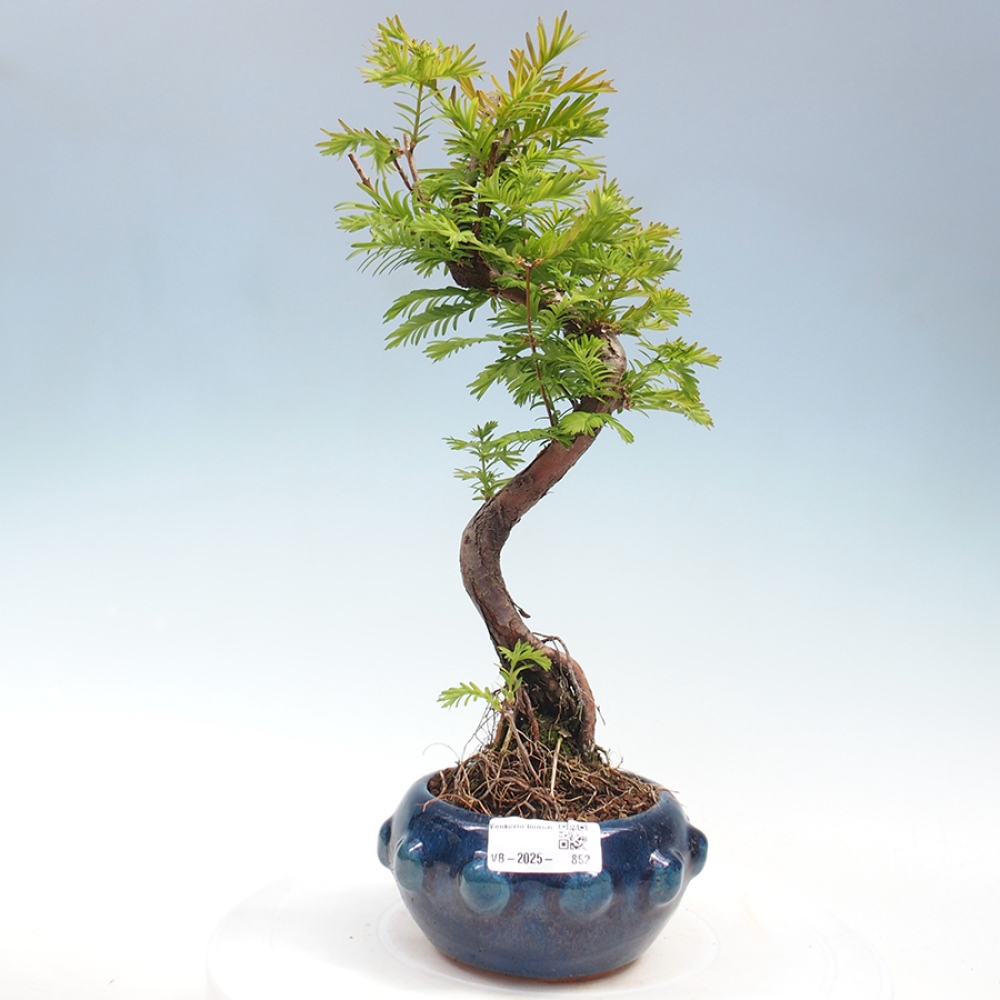 Vonkajšie bonsai - Metasequoia glyptostroboides - Metasekvoja Čínska