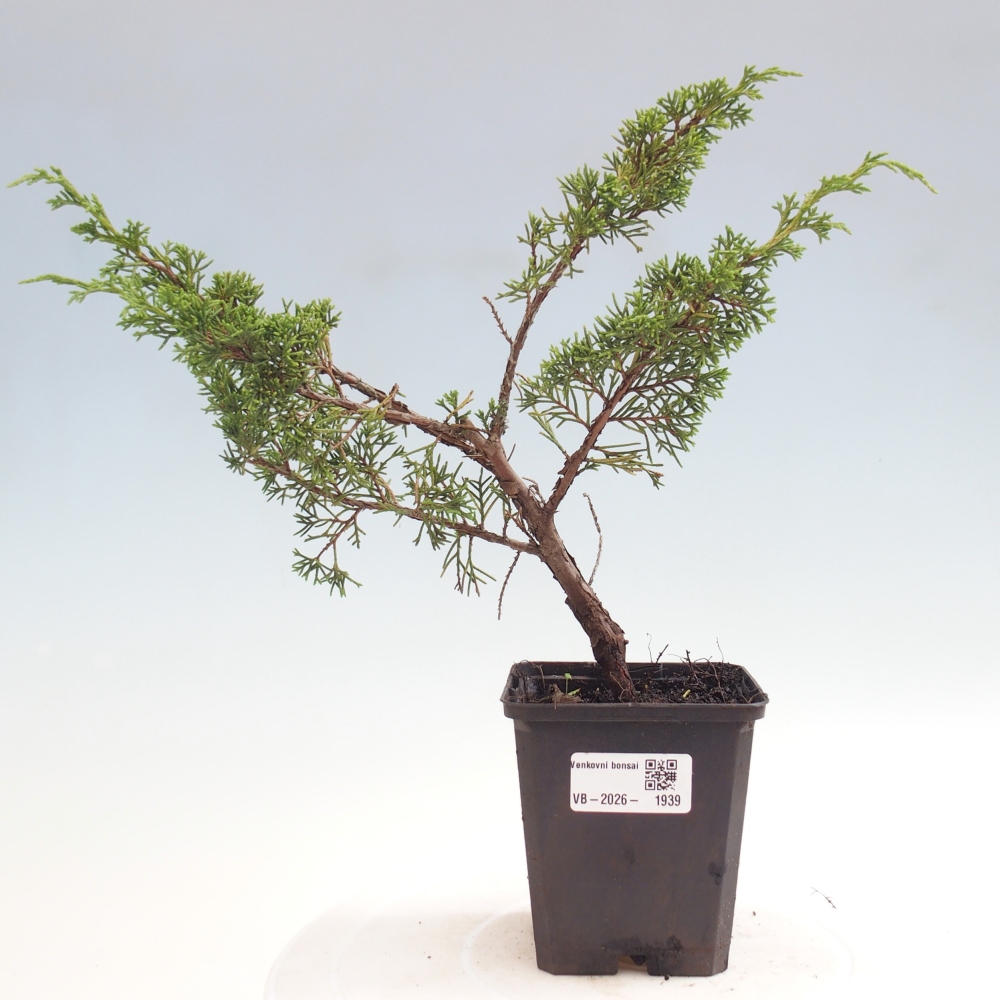 Vonkajší bonsaj - Juniperus chinensis Itoigawa